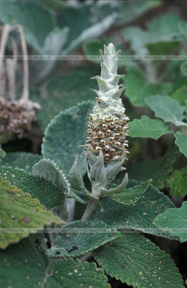 Sideritis macrostachya