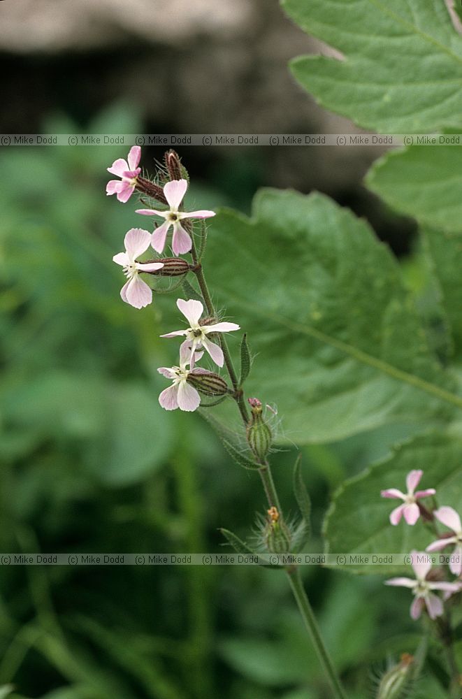 Silene gallica