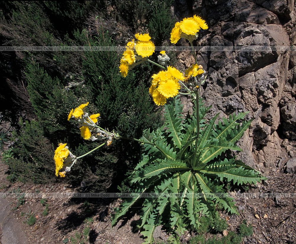 Sonchus acaulis