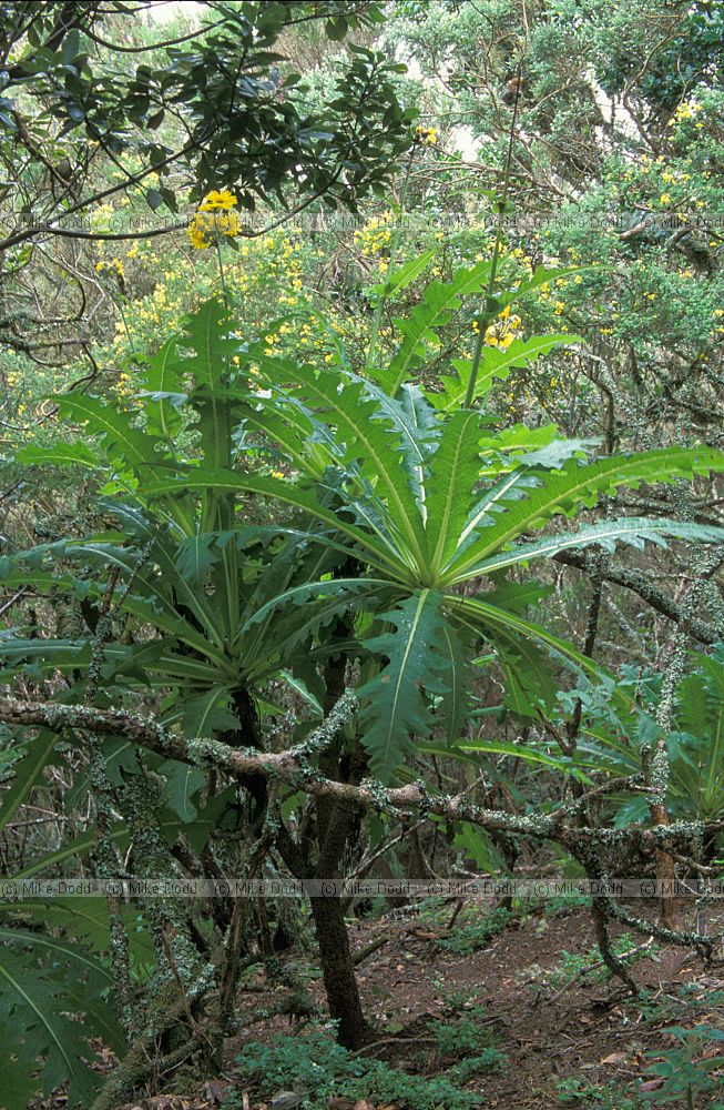 Sonchus acaulis