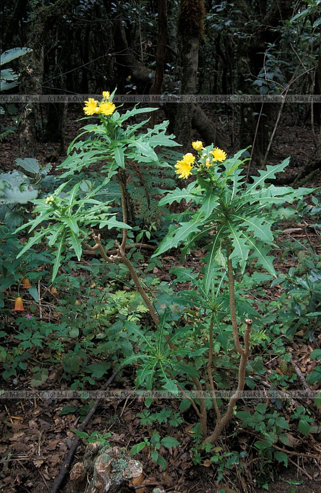 Sonchus congestus