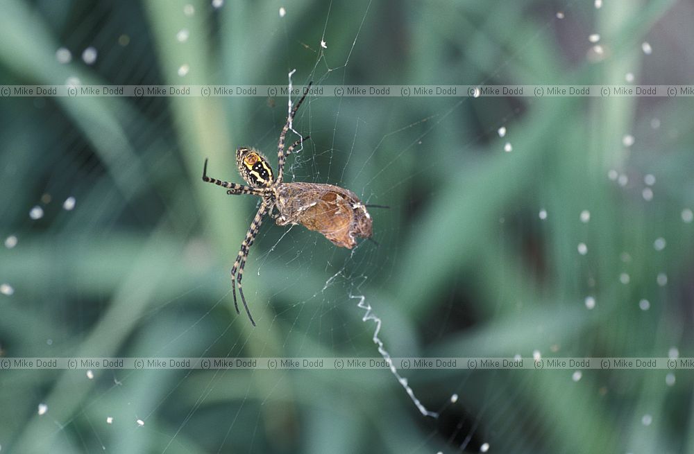 Spider Igueste