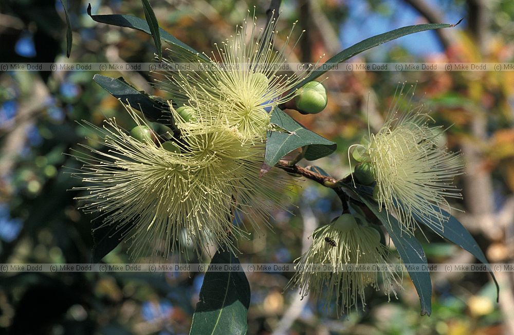 Sysygium jambos at botanic garden