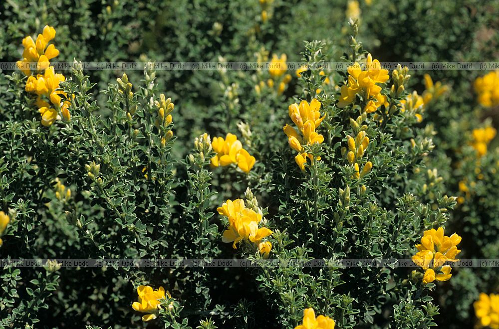 Teline canariensis