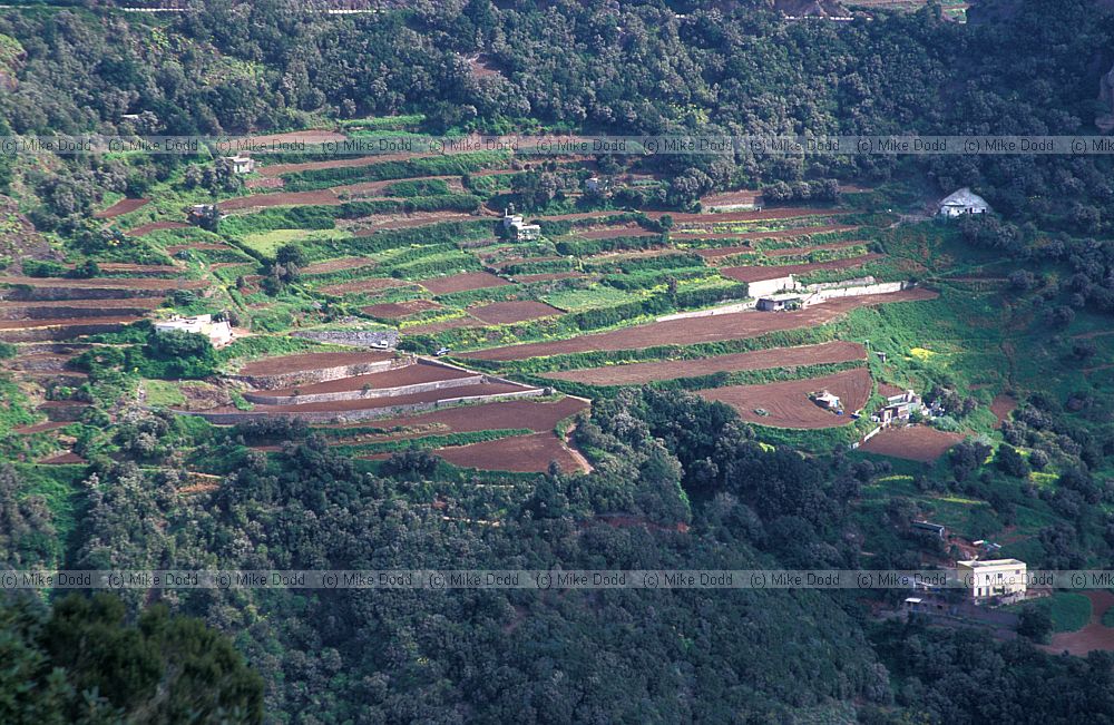 Terraces Anaga