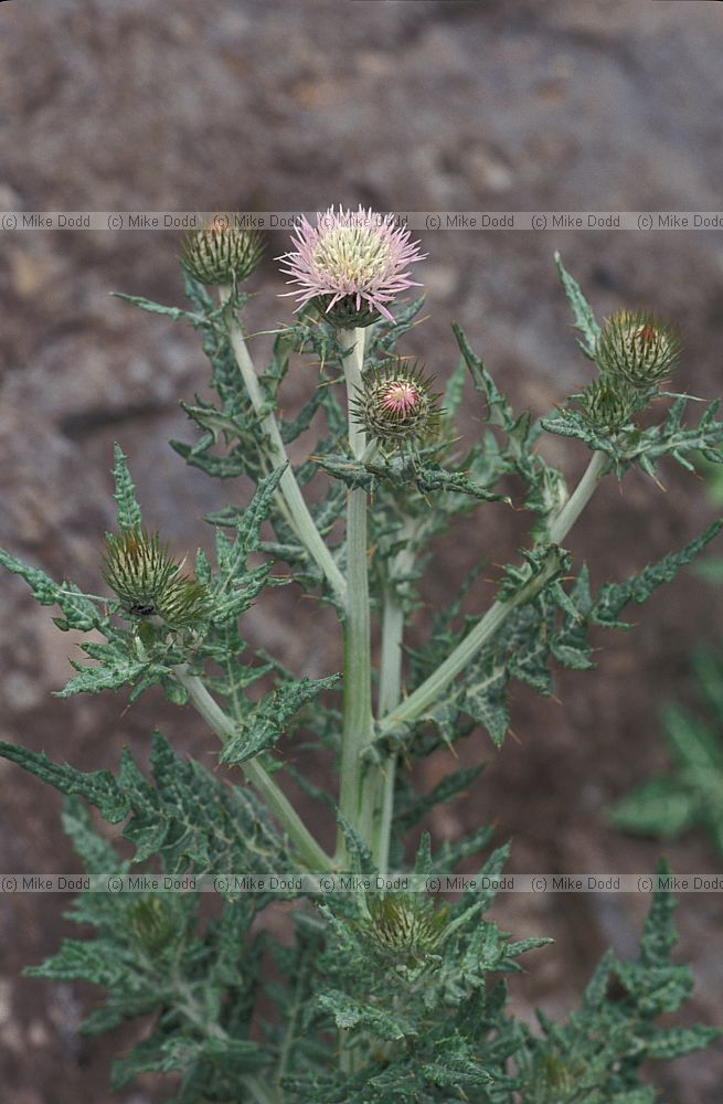 Thistle