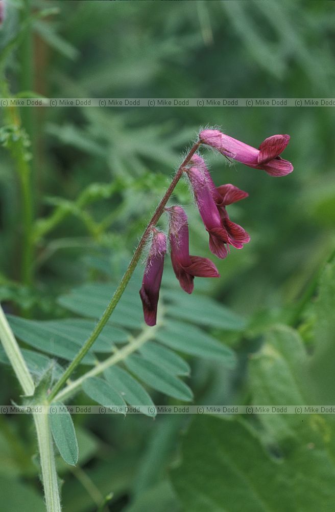 Vicia sp