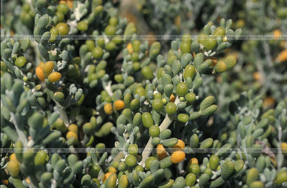 Zygophyllum fontanesii Uvas de Mar