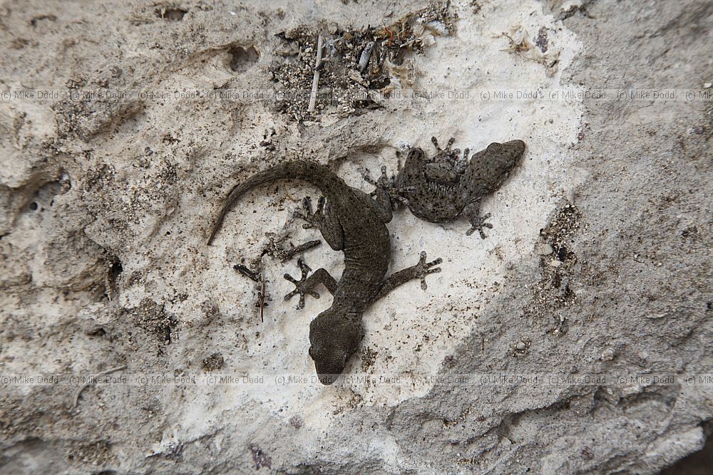 Tarentola delalandii Tenerife Gecko