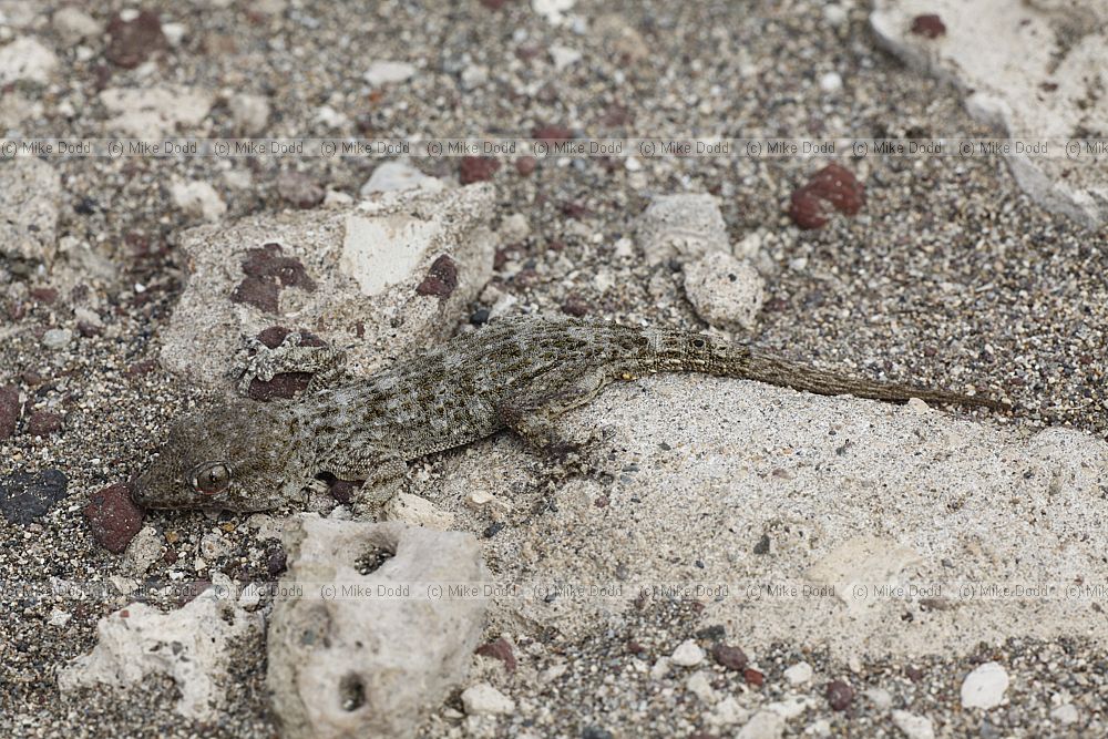 Tarentola delalandii Tenerife Gecko