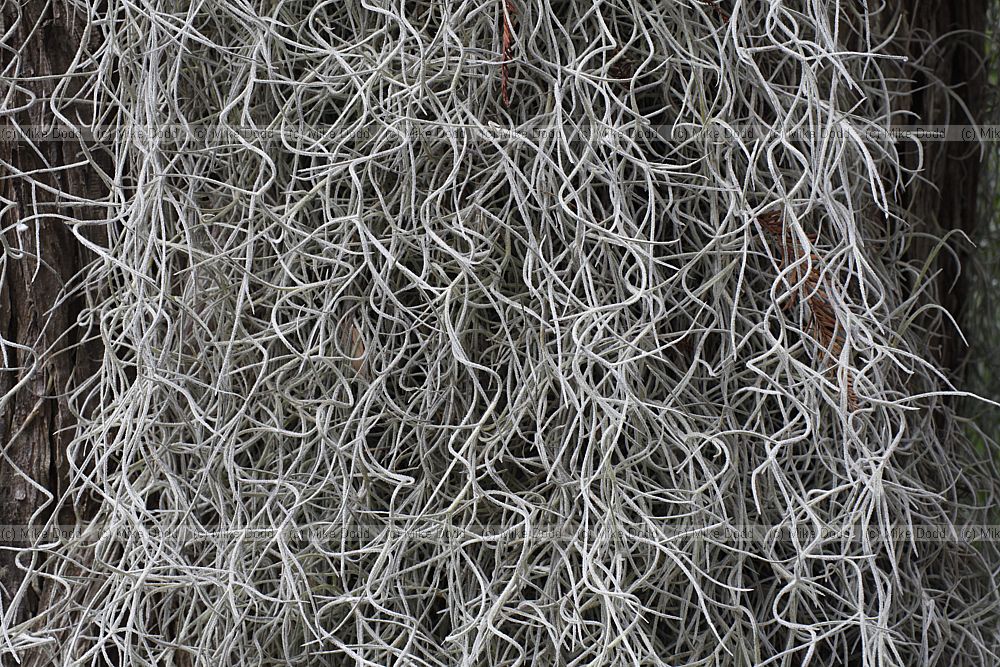 Tillandsia usneoides Spanish moss