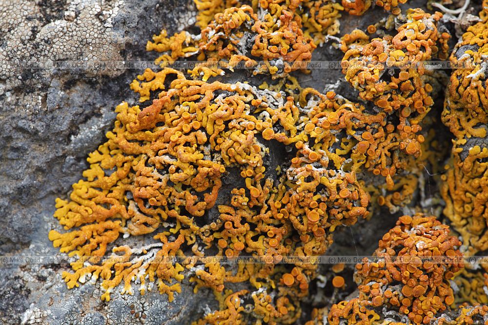 Xanthoria elegans (?)