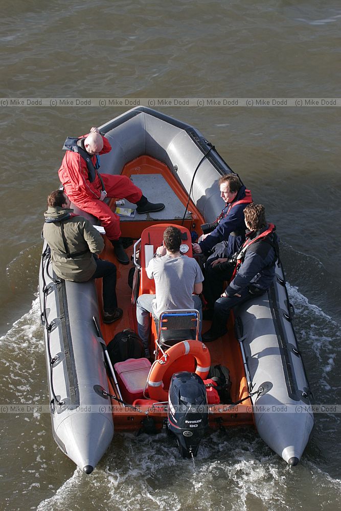 People in zodiac photographing northern bottle nosed whale in river Thames London