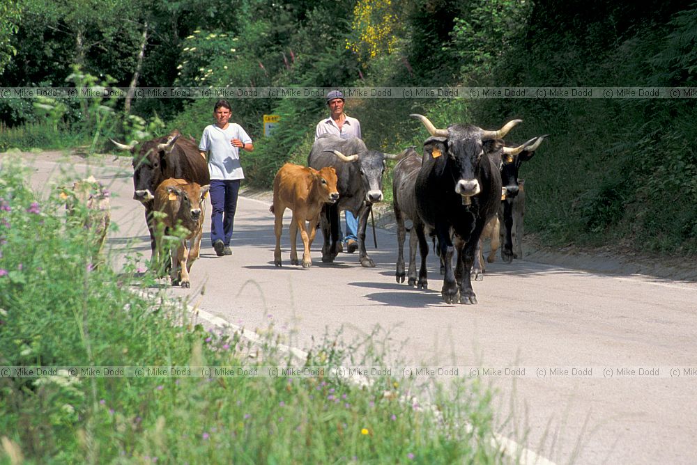 Transhumance Picos de Europa
