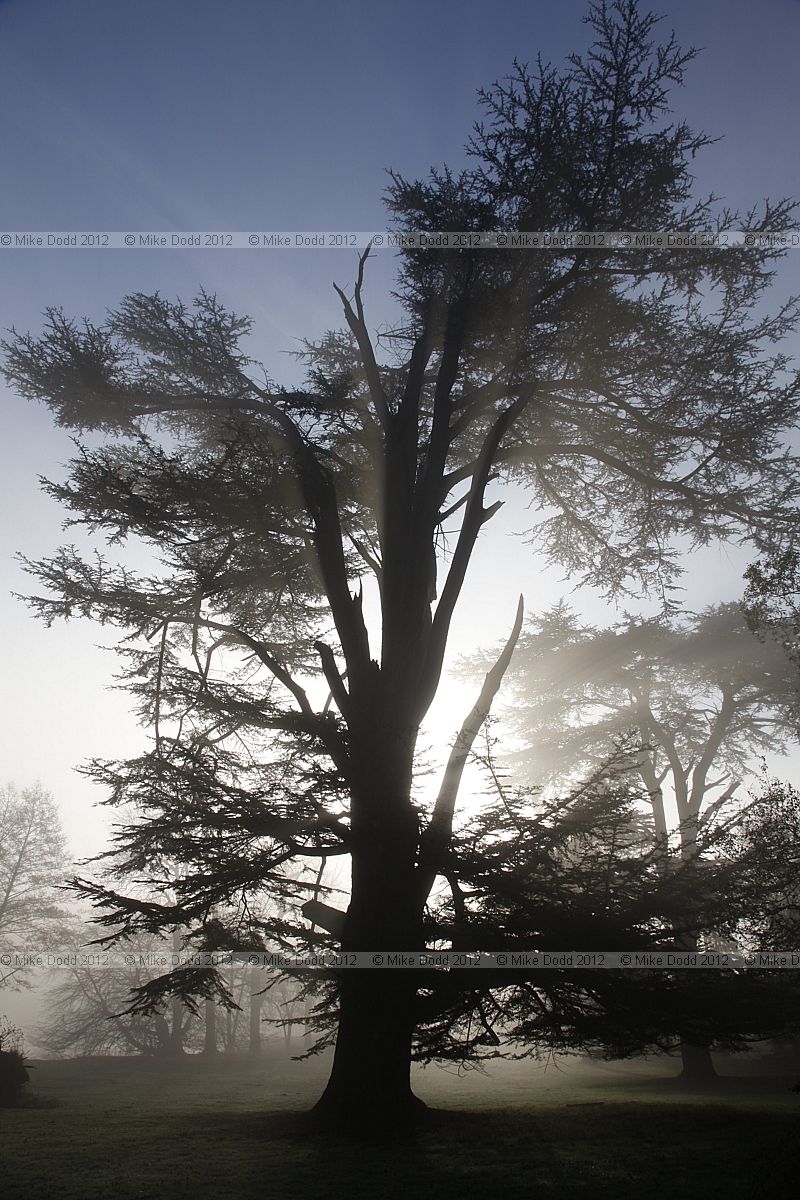 Cedrus libani Cedar of Lebanon