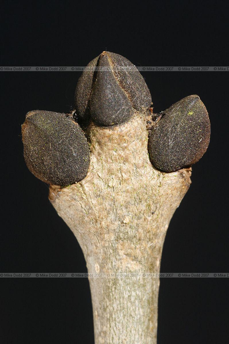 Fraxinus excelsior Ash buds