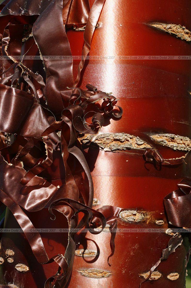 Prunus serrula Tibetan cherry with red peeling bark