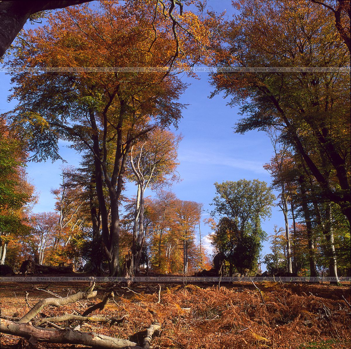 Autum beech trees New Forest