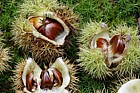 Castanea sativa Sweet Chestnut nuts in husk
