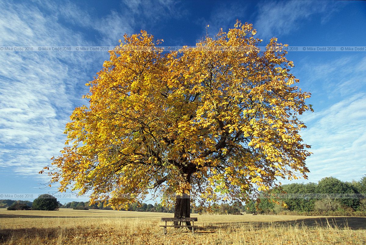 Aesculus hippocastanum Horse Chestnut