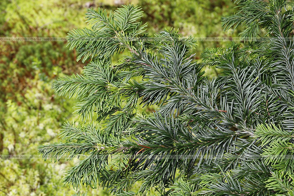 Abies amabilis Pacific silver fir