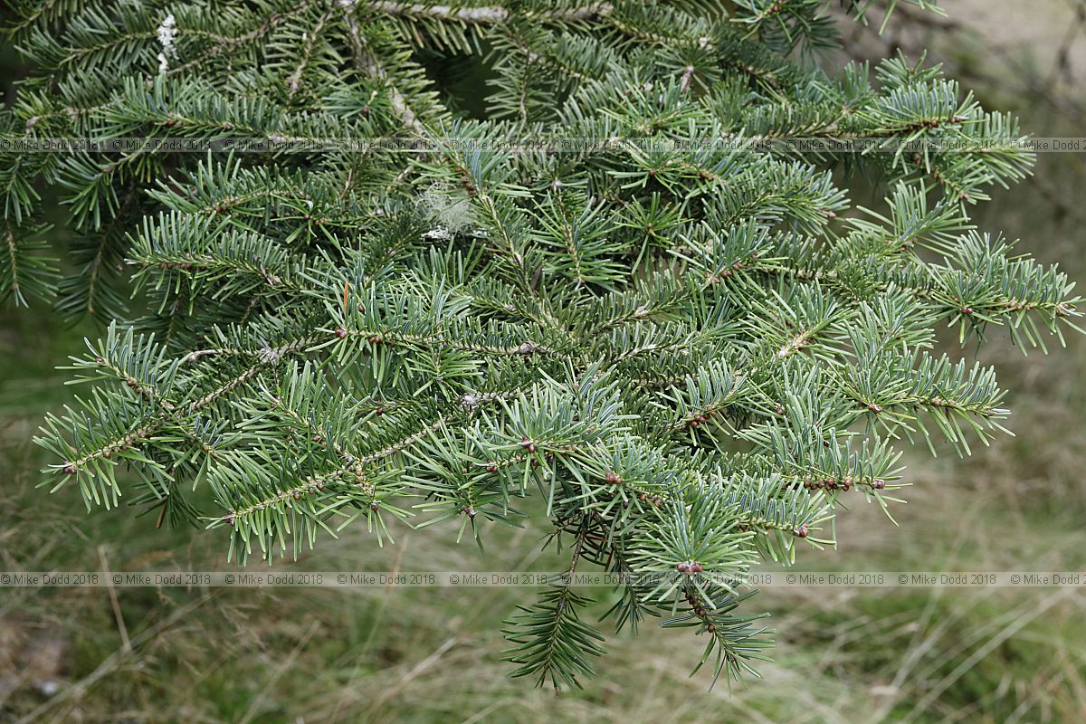 Abies balsamea Balsam fir