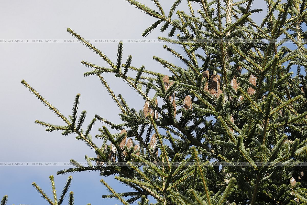 Abies pardei synonym Abies borisii-regis Bulgarian fir