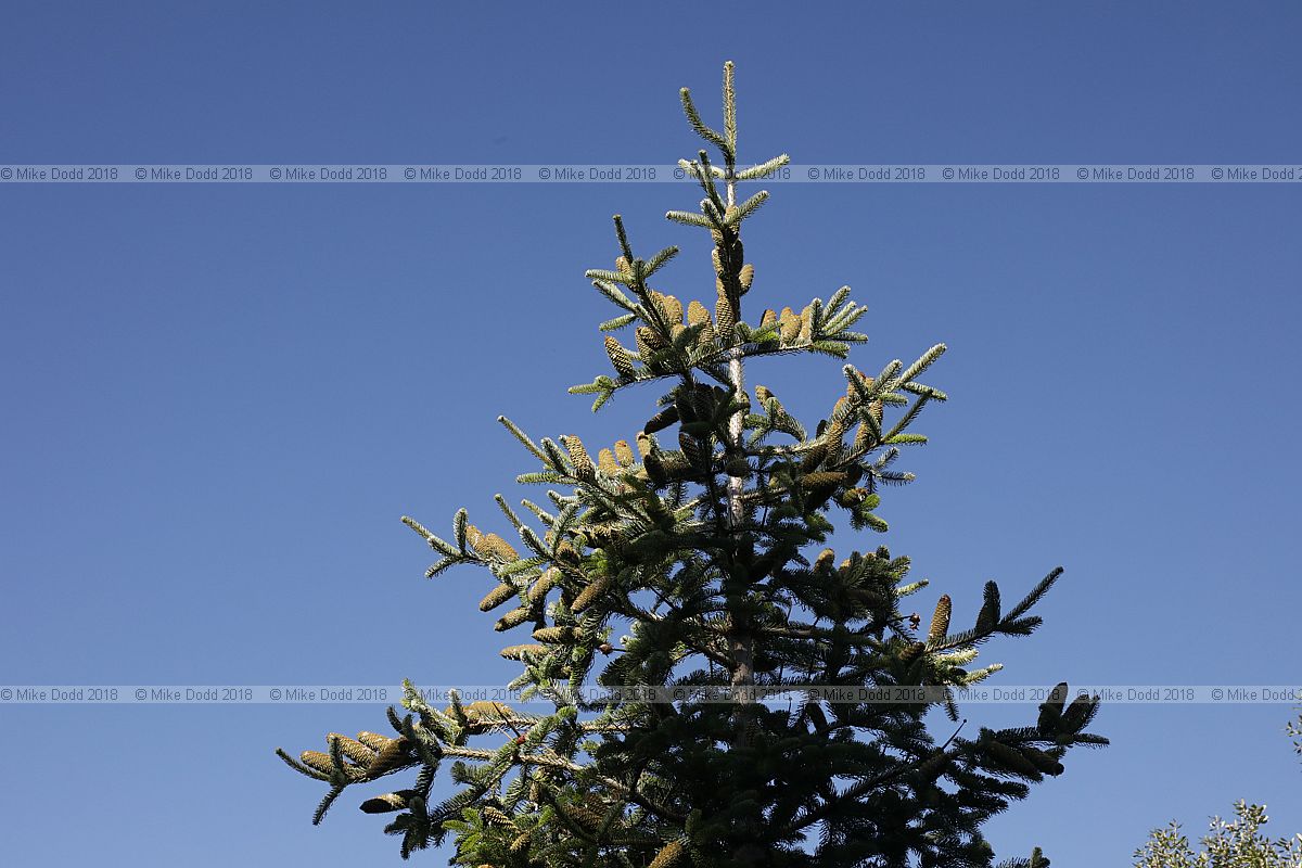 Abies bornmuelleriana Turkish fir