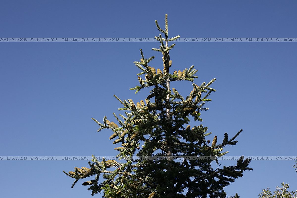 Abies bornmuelleriana Turkish fir