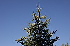 Abies bornmuelleriana Turkish fir