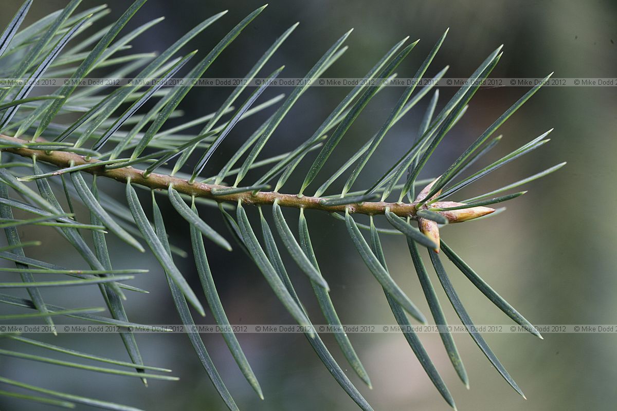 Abies bracteata Santa Lucia Fir