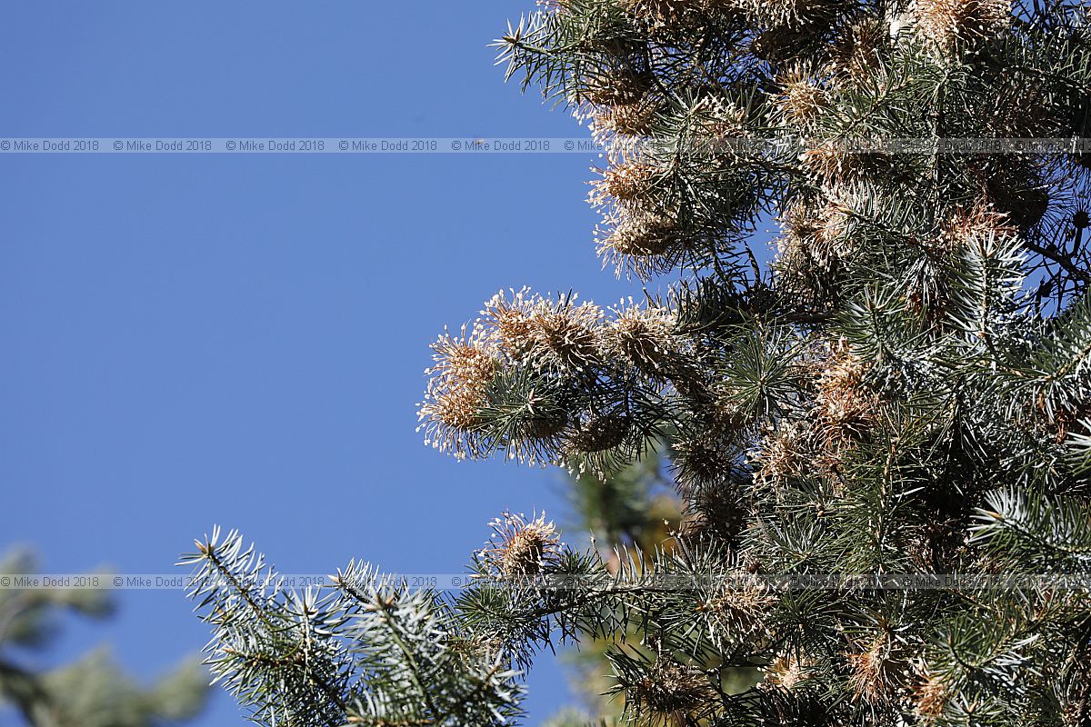 Abies bracteata Santa Lucia fir