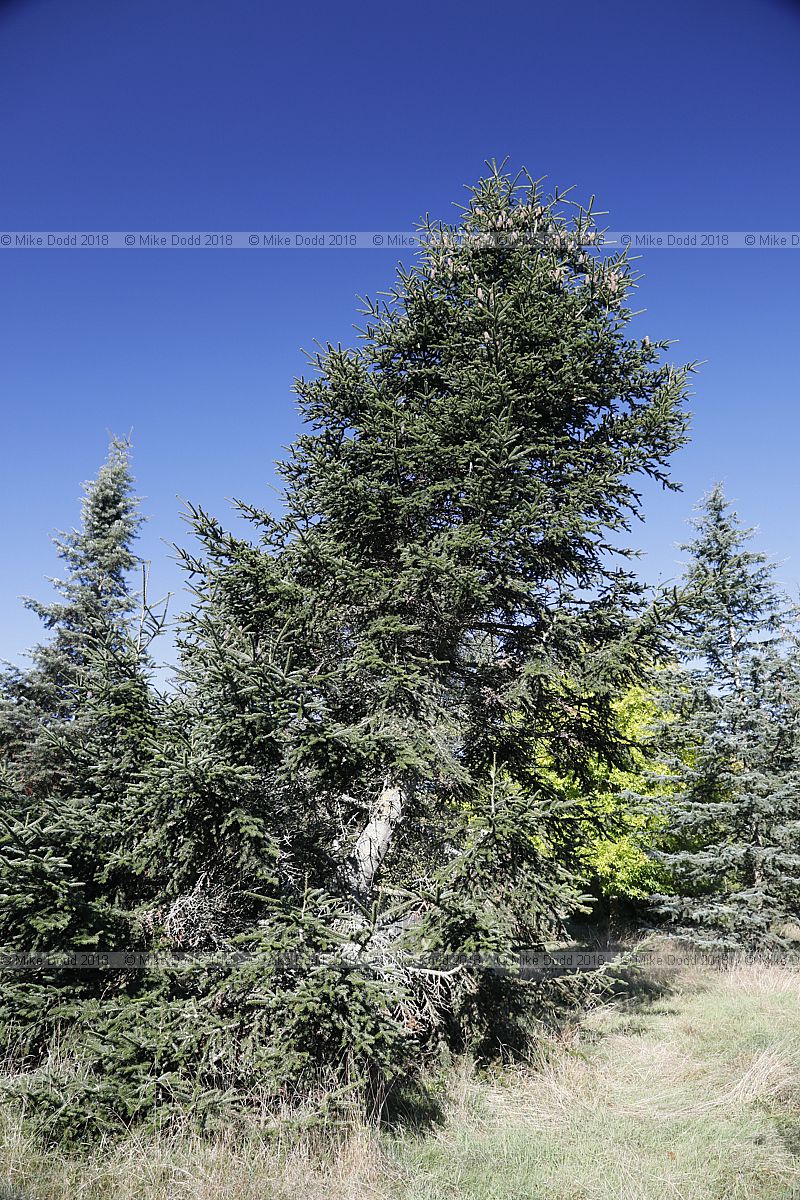 Abies cephalonica var. apollinis