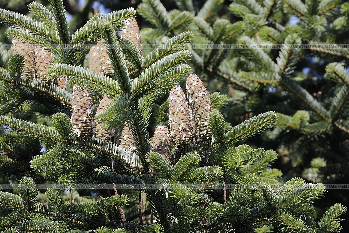 Abies cephalonica var. apollinis