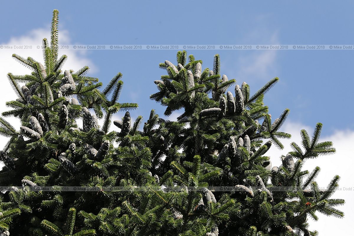 Abies chensiensis Shensi fir
