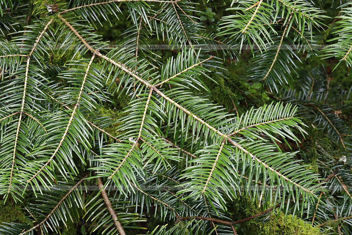 Abies chensiensis ssp salouenensis Salween Fir