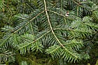 Abies chensiensis ssp salouenensis Salween Fir
