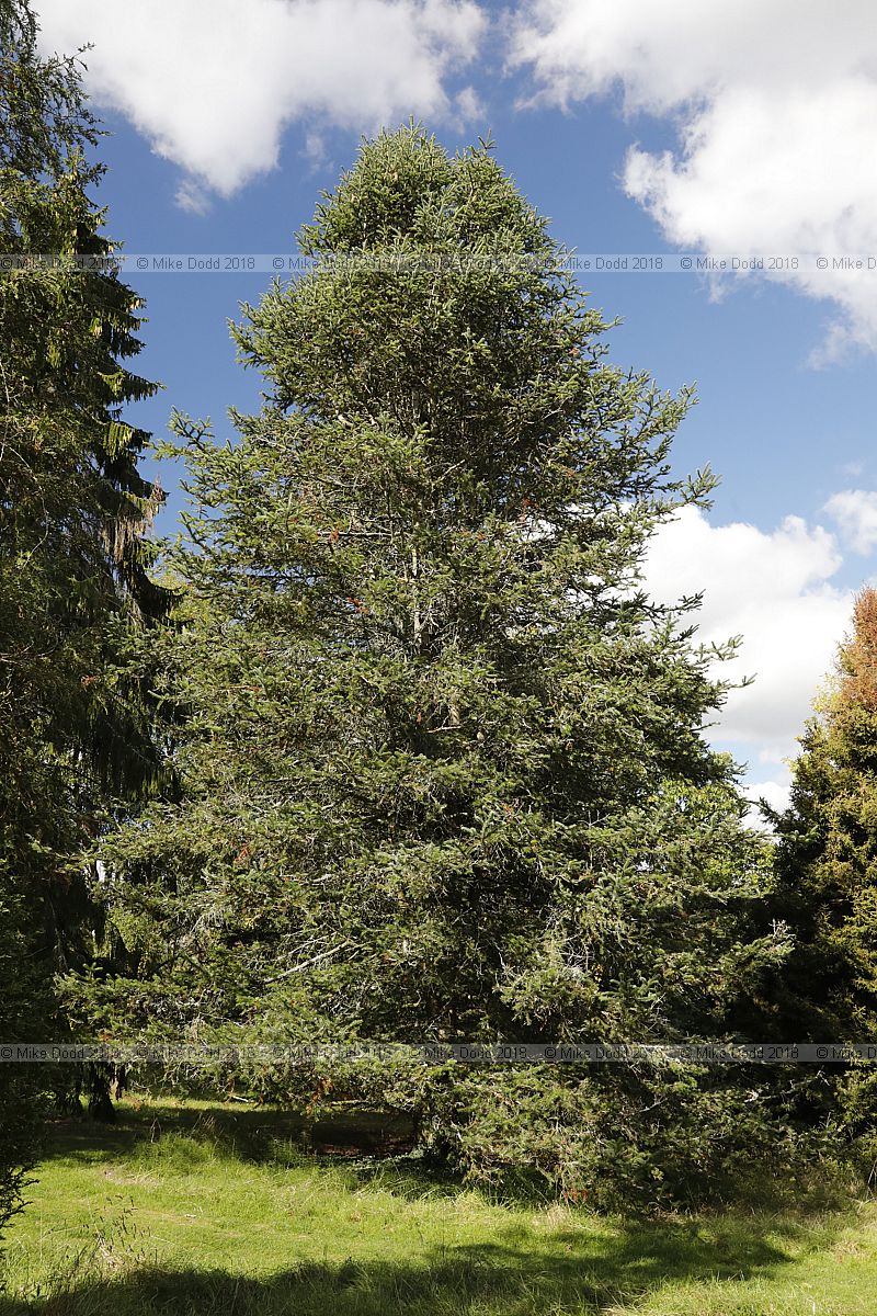 Abies cilicica Cilician fir