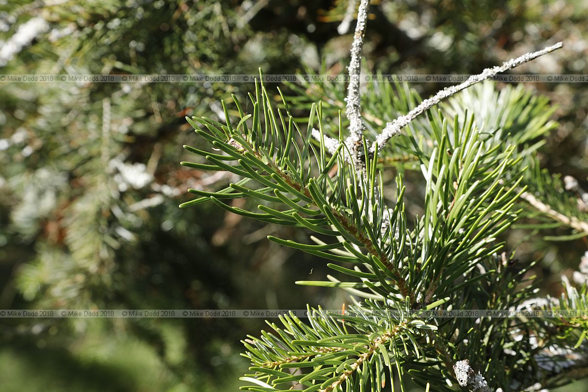 Abies cilicica Cilician fir