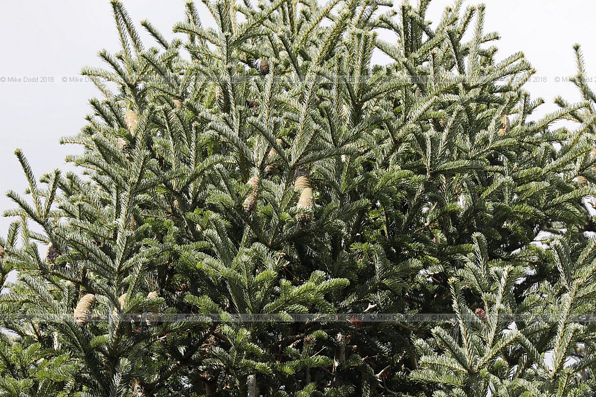 Abies cilicica Cilician fir