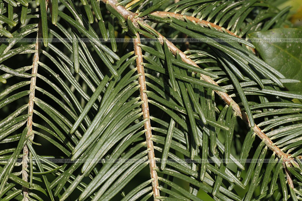 Abies concolor var lowiana Pacific White Fir