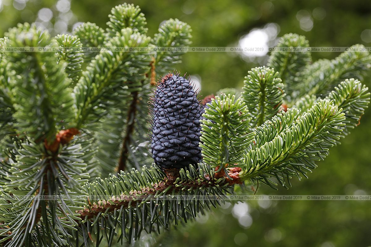 Abies delavayi Delavay's fir