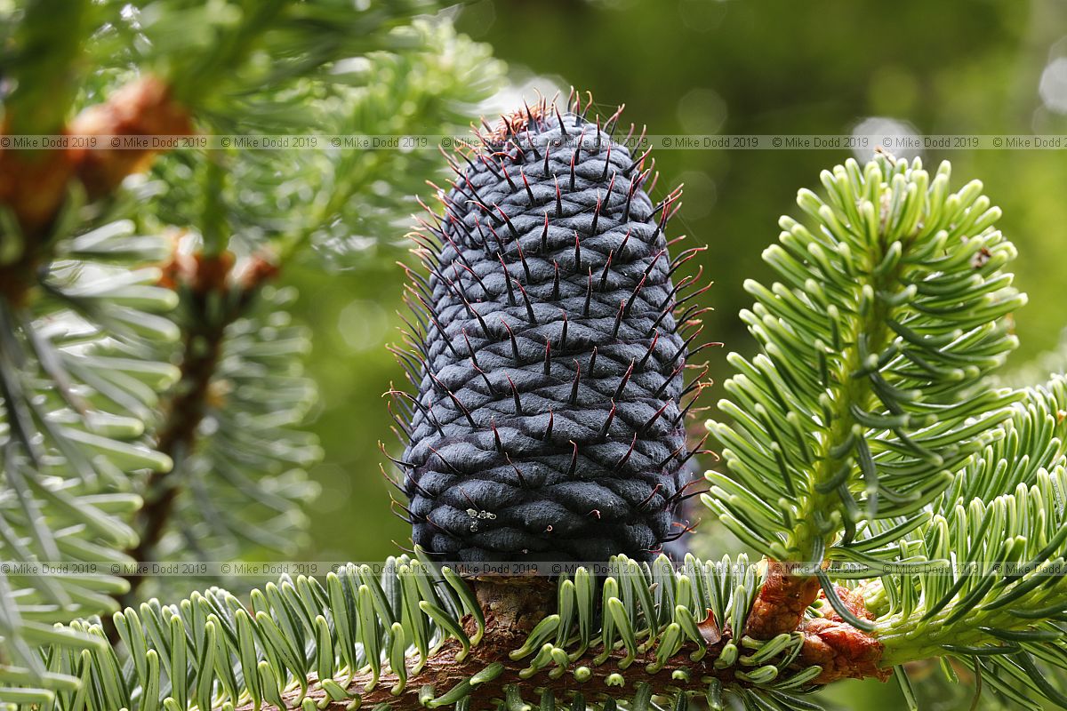 Abies delavayi Delavay's fir