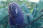 Abies delavayi var forrestii (note this may be a synonym for one of the A delavayi or A forrestii taxa)