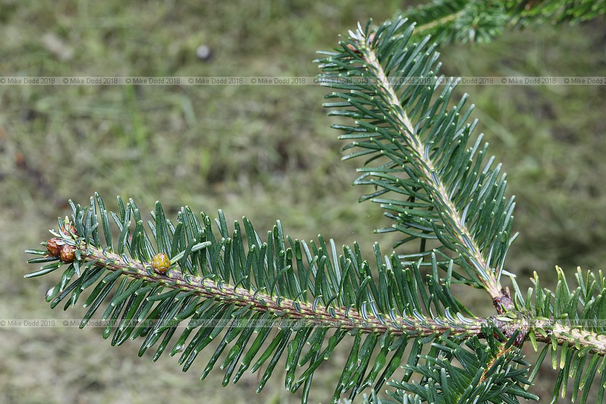Abies densa Bhutan fir