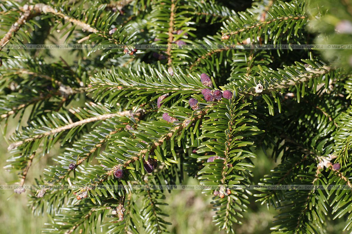 Abies fabri Faber fir