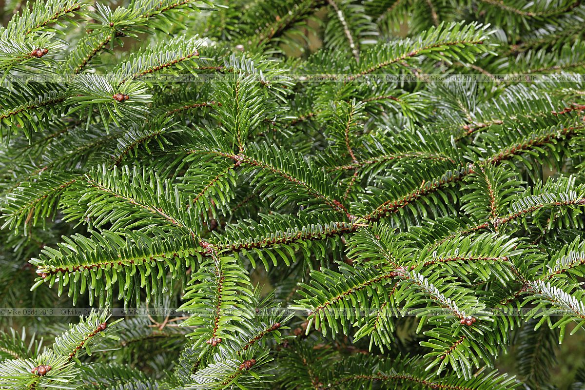 Abies fargesii Farges' fir
