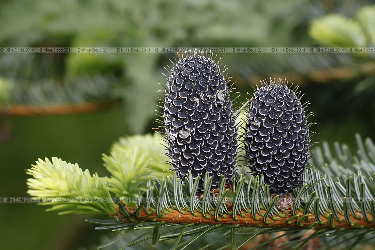 Abies fargesii var sutchuenensis Szechwan fir