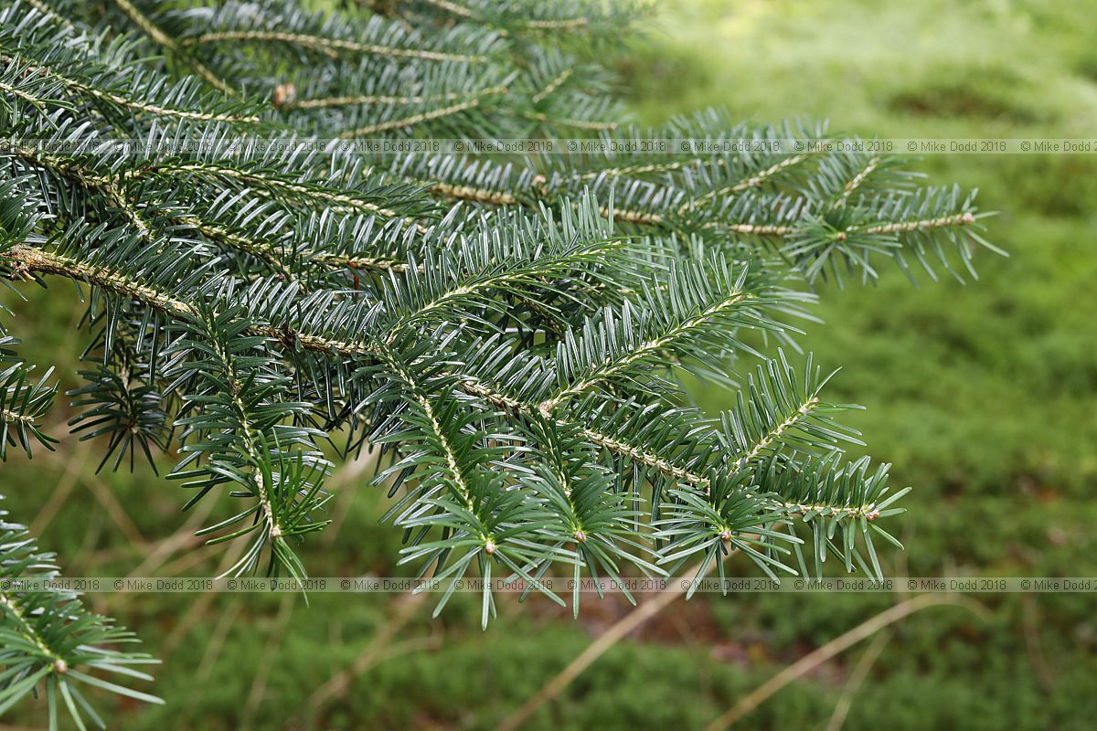 Abies firma Momi fir