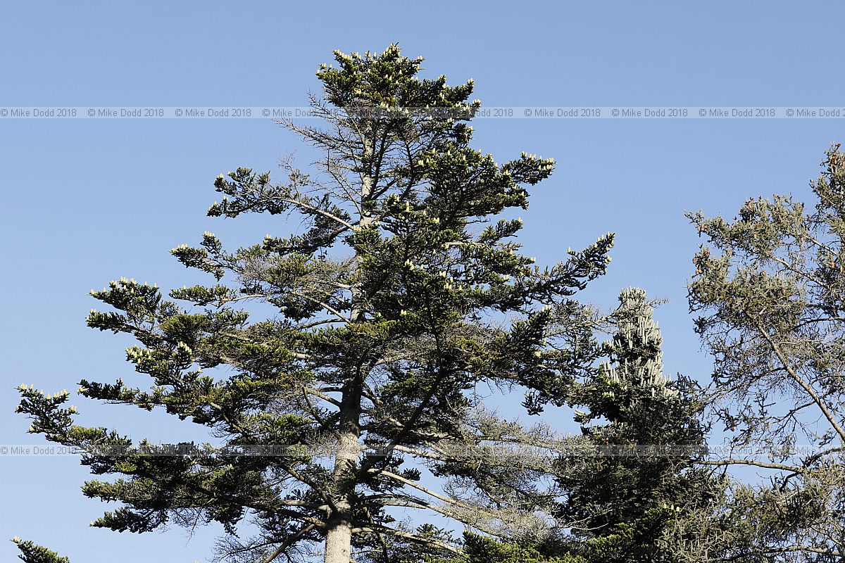 Abies firma Momi fir